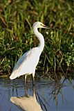 Little Egret